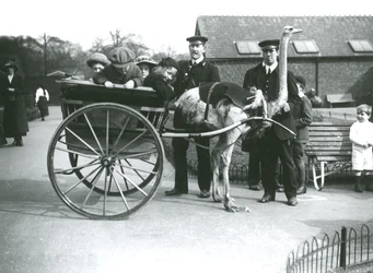 An Ostrich Cart Ride with Children and Keepers George Blore and William Dexter at London Zoo